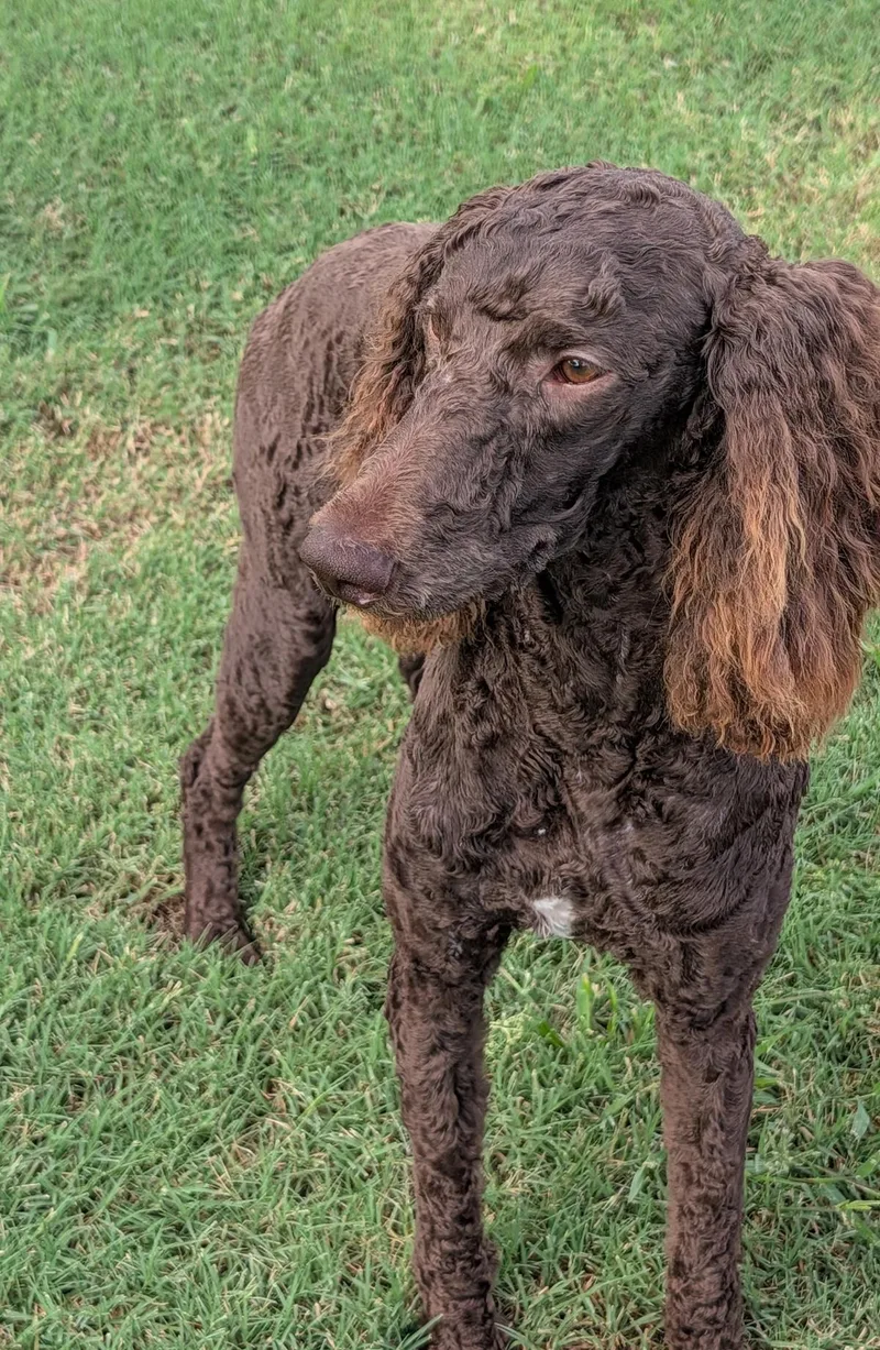 A baby large-sized male Standard Poodle dog named Rock Star for adoption in Chandler, AZ