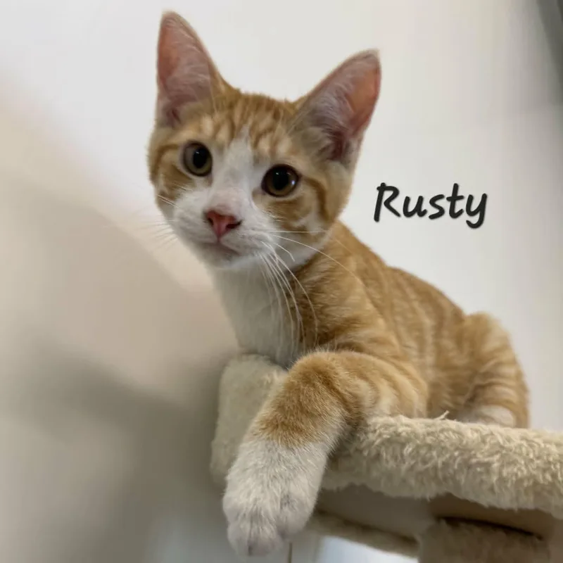 A baby medium-sized male Orange & White Domestic Short Hair cat named Rusty for adoption in Rushville, IL