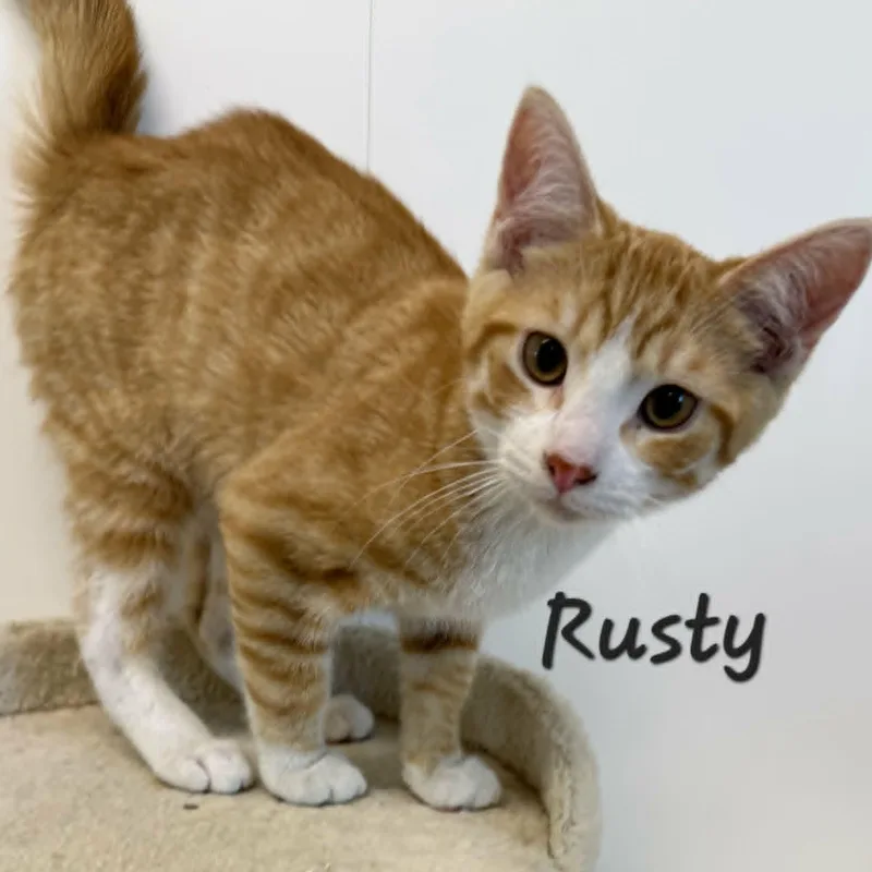 Rusty thumbnail 2
