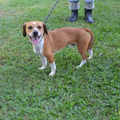 An adult small-sized male Beagle dog named Buddy Beans for adoption in Jackson, LA