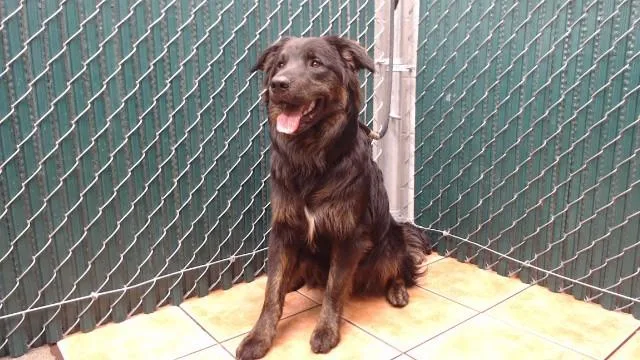 A young medium-sized male German Shepherd Dog dog named Rupert for adoption in Downey, CA