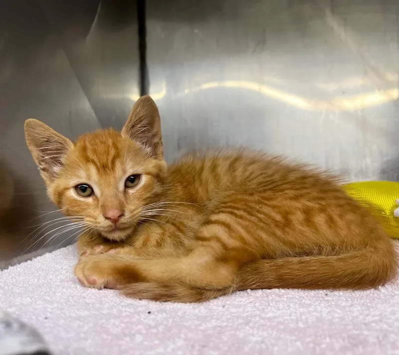 A baby small-sized male Domestic Short Hair cat named Otis for adoption in Murray, KY