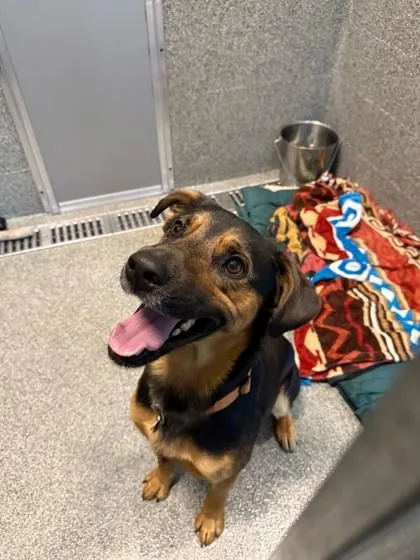 An adult medium-sized male Shepherd dog named Cosmo for adoption in Hamilton, MT