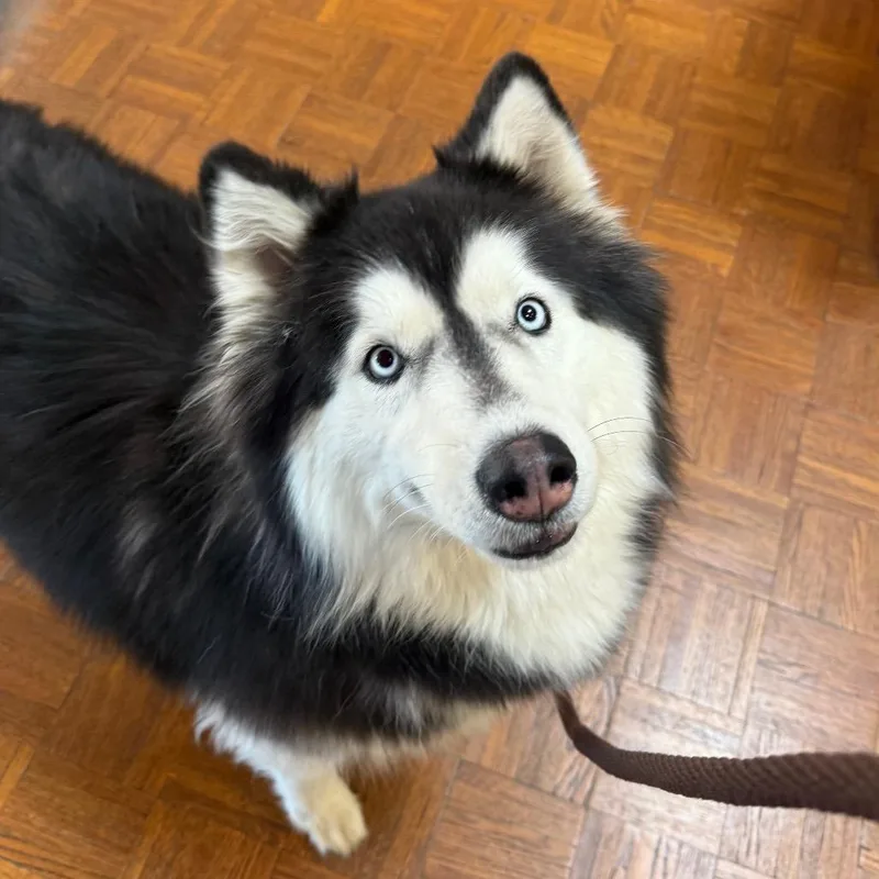 An adult large-sized female Black Alaskan Malamute dog named Storm for adoption in Santa Barbara, CA