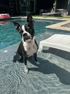 An adult small-sized male Boston Terrier dog named Boston Bruno for adoption in Brookshire, TX