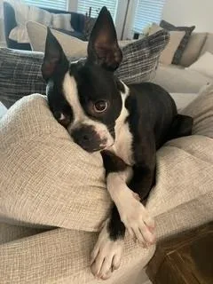 Boston Bruno thumbnail 2