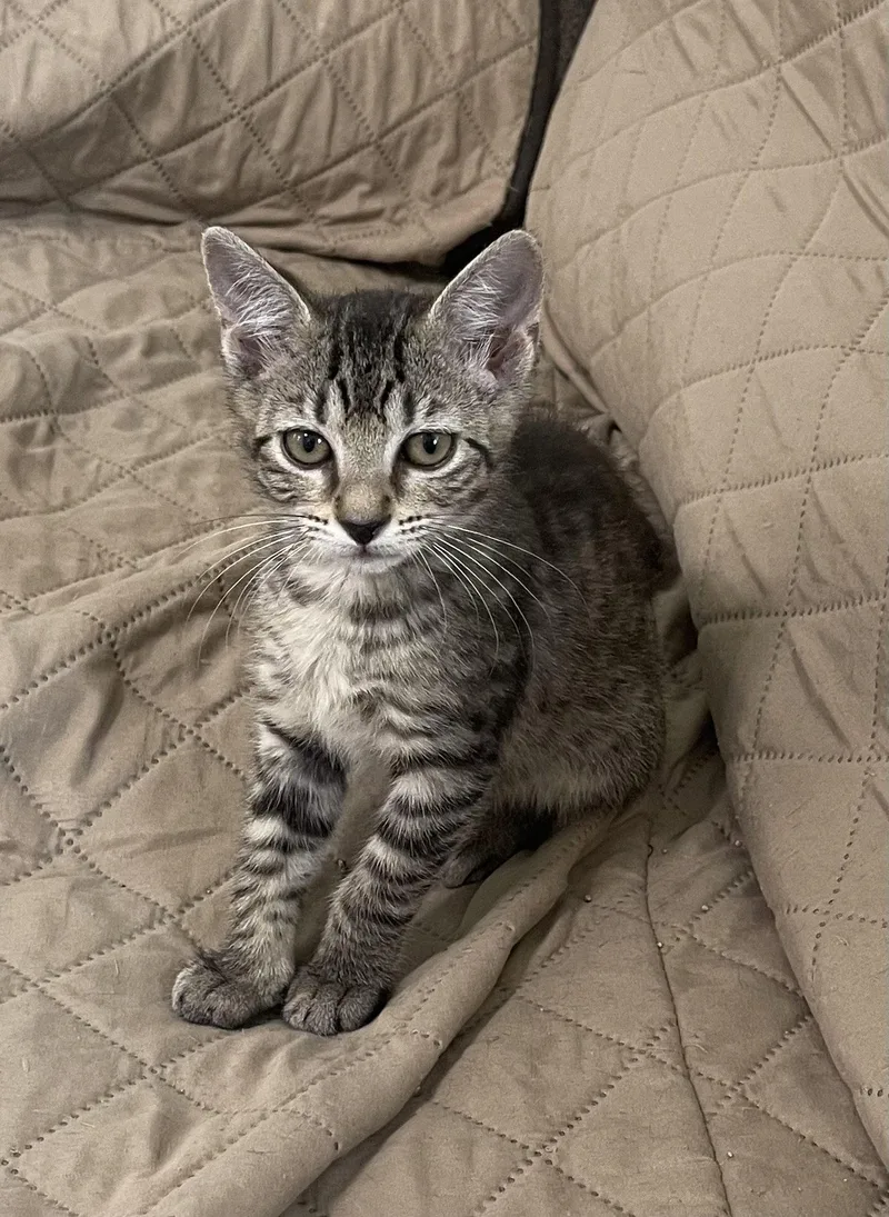 A baby medium-sized female Brown / Chocolate Domestic Short Hair cat named Goldie for adoption in Oviedo, FL