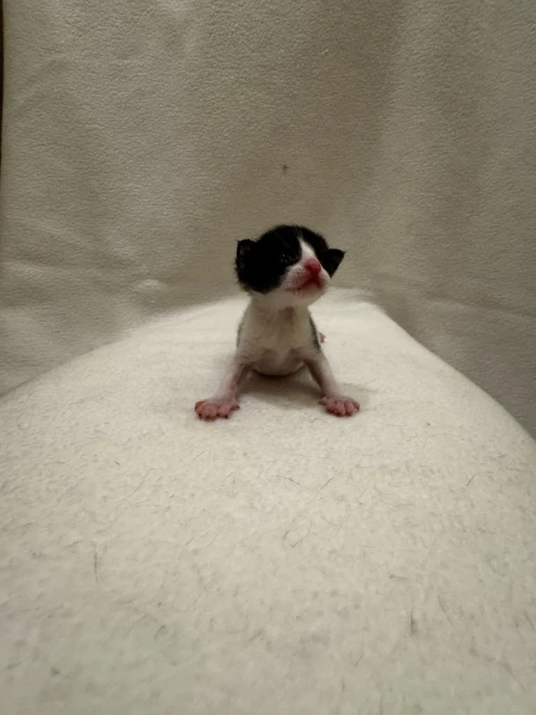 A baby medium-sized female Domestic Short Hair cat named Moo Moo for adoption in San Antonio, TX