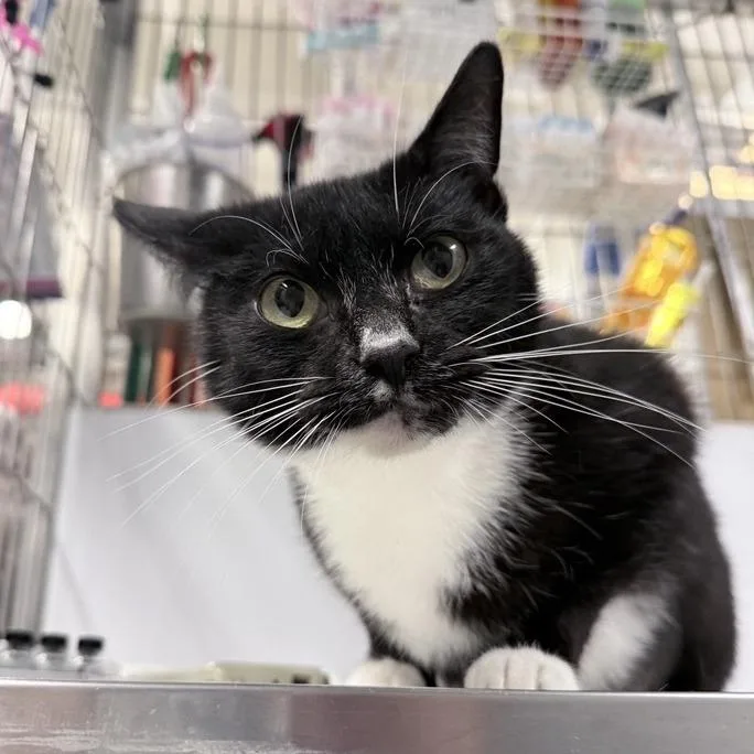 An adult medium-sized female Black Domestic Short Hair cat named Kasha for adoption in New York, NY