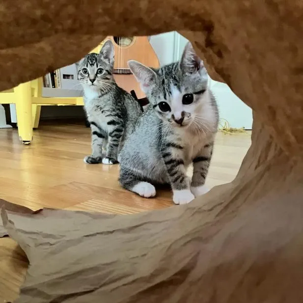 A baby small-sized female Brown / Chocolate Domestic Short Hair cat named Tamari for adoption in Evanston, IL