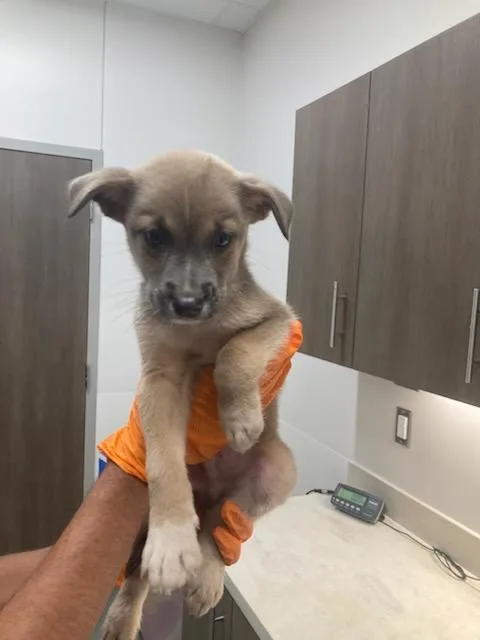A baby small-sized male Labrador Retriever dog named Moe for adoption in Baytown, TX