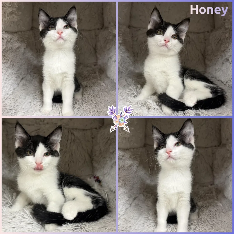 A baby small-sized female Black & White / Tuxedo Domestic Short Hair cat named Honey for adoption in Louisville, KY