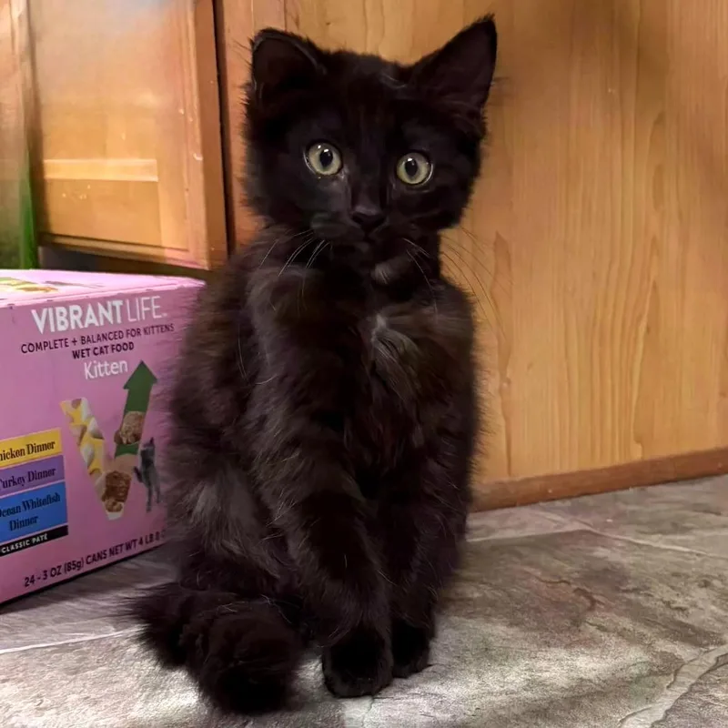A baby small-sized female Black Domestic Long Hair cat named Soot Sprite for adoption in Brownsboro, AL