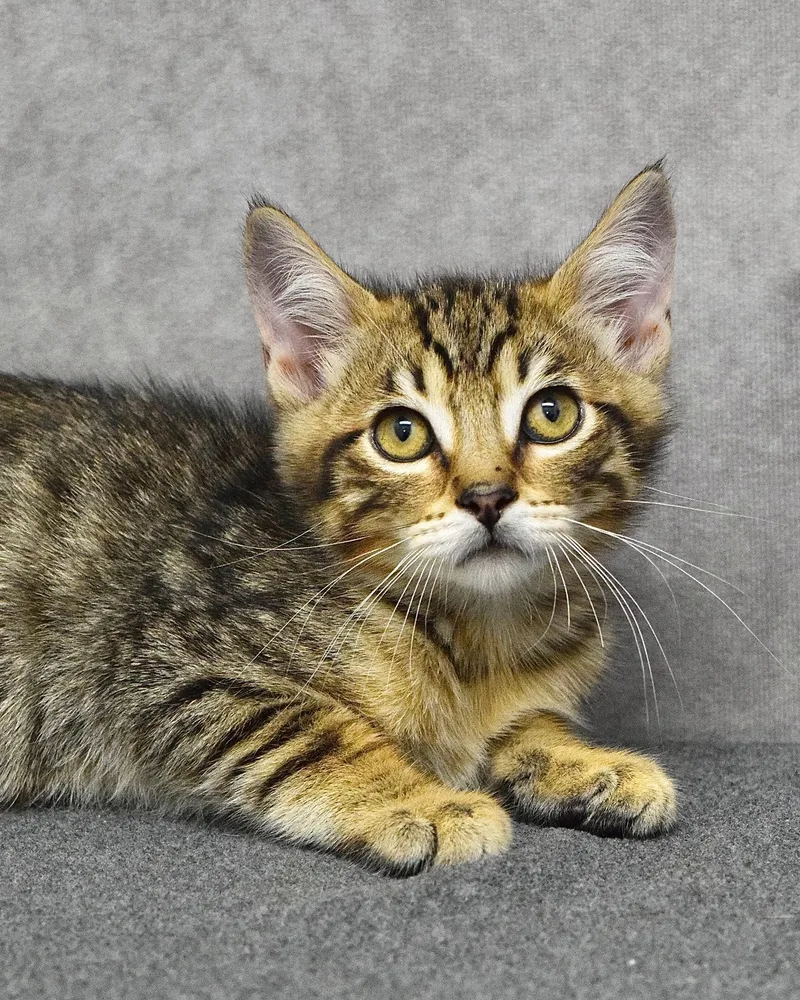 A baby medium-sized male Tabby (Brown / Chocolate) Domestic Short Hair cat named King Friday for adoption in Dublin, CA