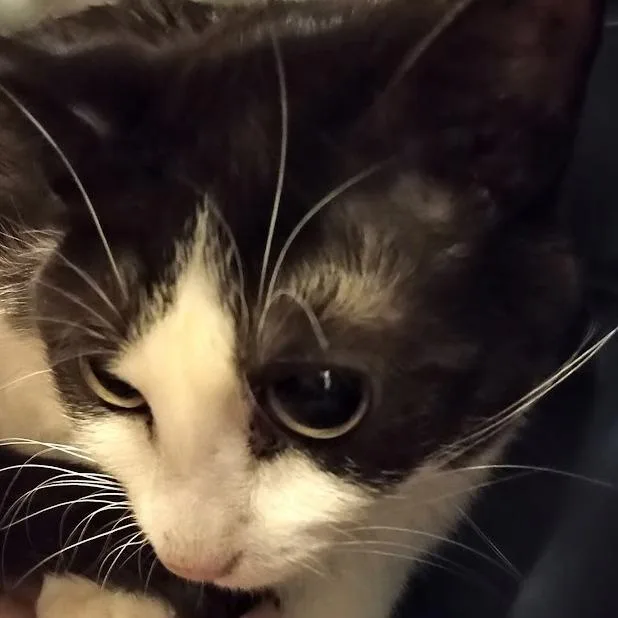 An adult medium-sized female Black Domestic Short Hair cat named Betsie for adoption in Grand Rapids, MN