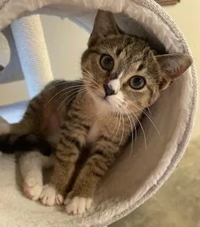 A baby small-sized female Tabby cat named Autumn for adoption in Greensboro, NC