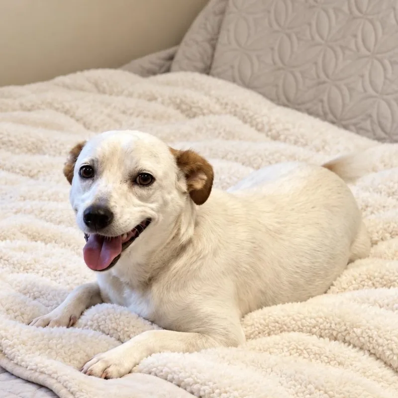 A young medium-sized female Jack Russell Terrier dog named Happy  professional tail for adoption in Houston, TX