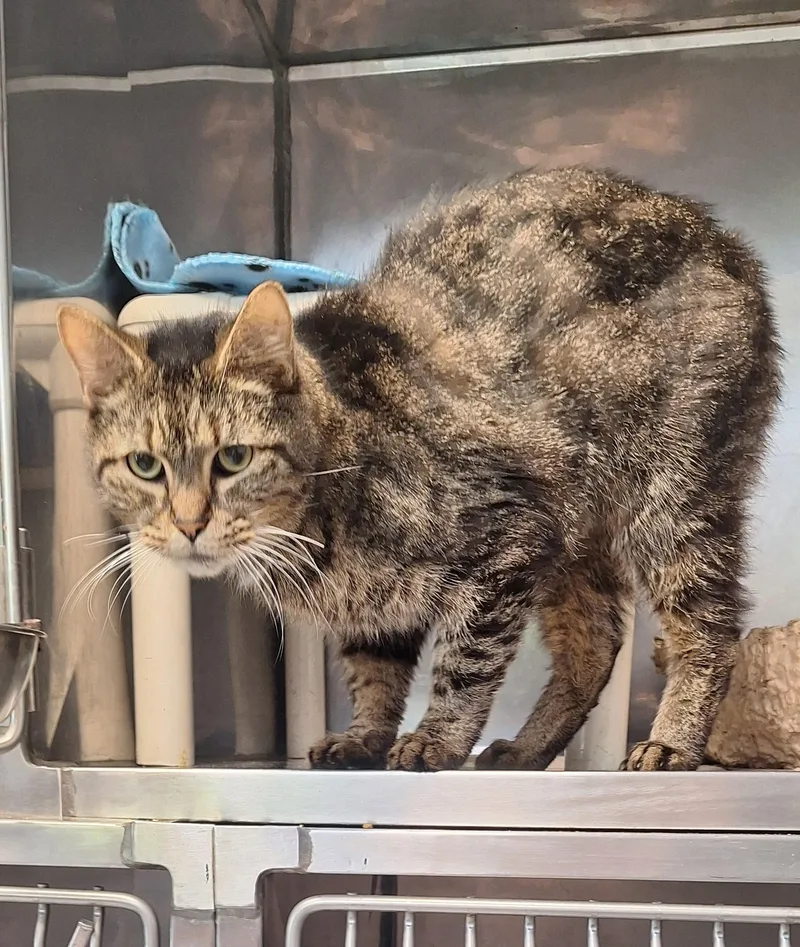 An adult large-sized male Tabby (Brown / Chocolate) Tabby cat named Beechnut for adoption in Stanton, KY