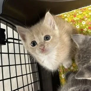 A baby small-sized male Domestic Short Hair cat named Purrcules for adoption in Indianapolis, IN