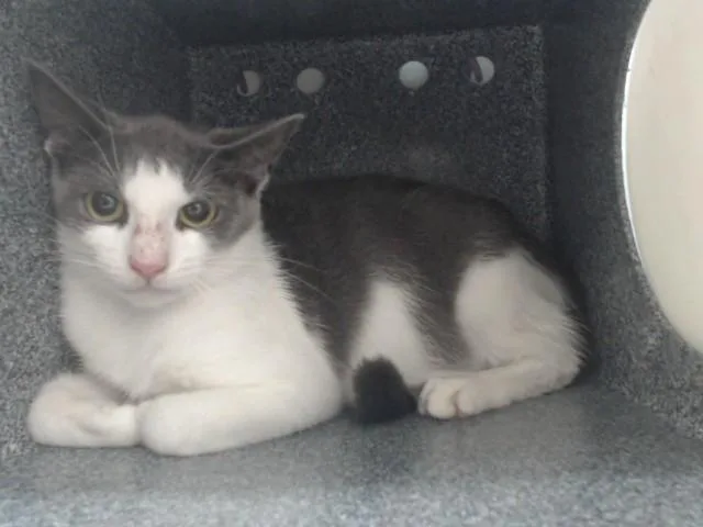 A young small-sized female Domestic Short Hair cat named A for adoption in Orlando, FL