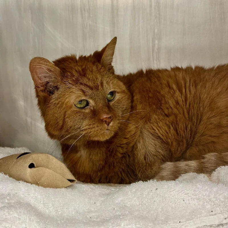 A senior large-sized female Orange / Red Domestic Short Hair cat named Blondie for adoption in Chicago, IL