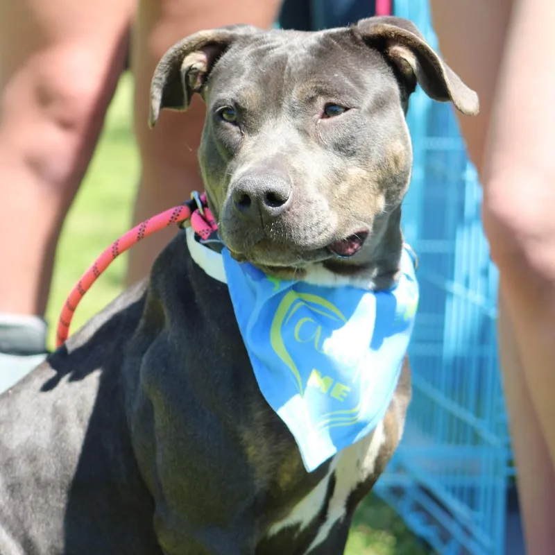 An adult medium-sized female Gray / Blue / Silver Mixed Breed dog named Autumn for adoption in Columbiana, AL