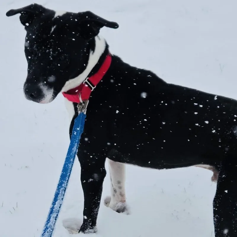 A young medium-sized male Black Pointer dog named Connor for adoption in Rock Falls, IL
