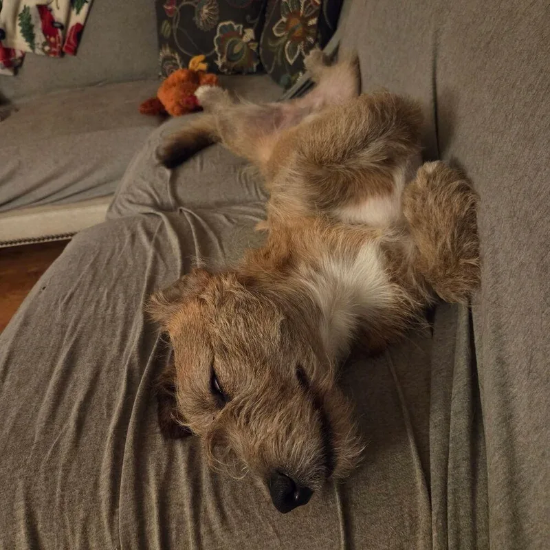 Valentino aka Marvin