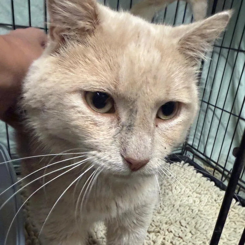 An adult small-sized male Buff / Tan / Fawn Domestic Short Hair cat named Solar Flare for adoption in Normal, IL