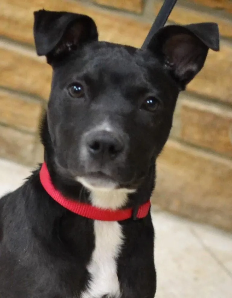 A baby medium-sized female Pit Bull Terrier dog named Trina for adoption in Germantown, TN