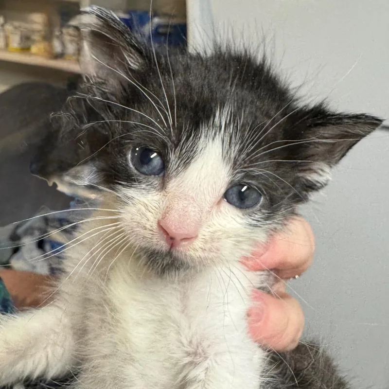 A baby small-sized male Black Domestic Short Hair cat named Royce for adoption in Overland Park, KS