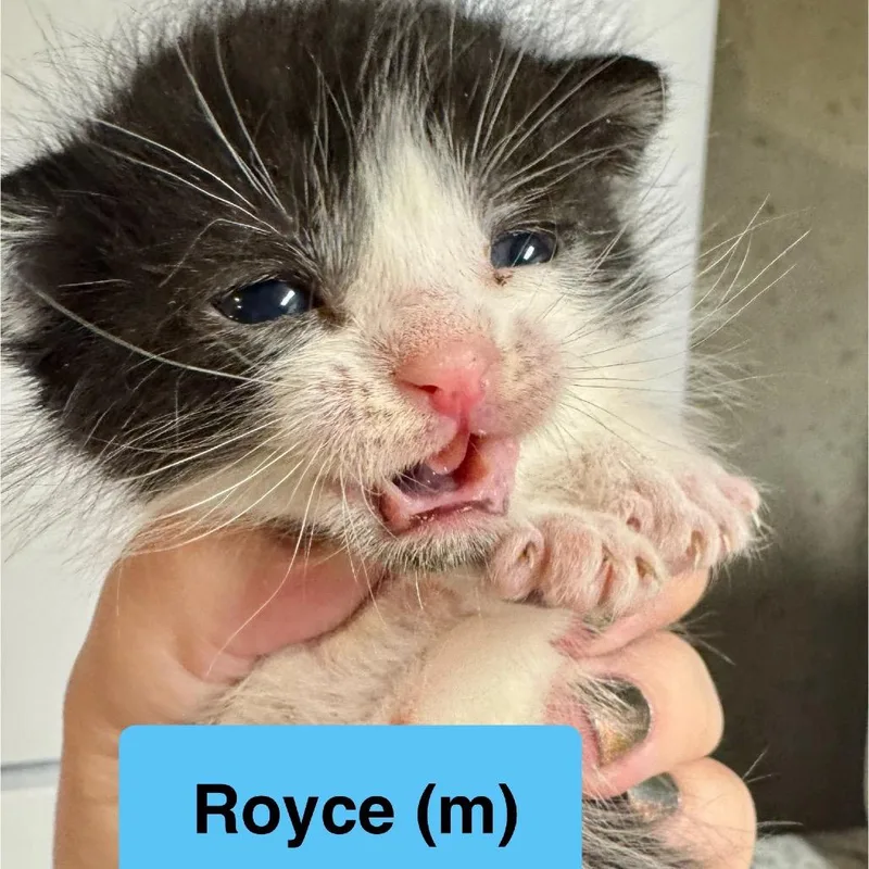 Royce thumbnail 2