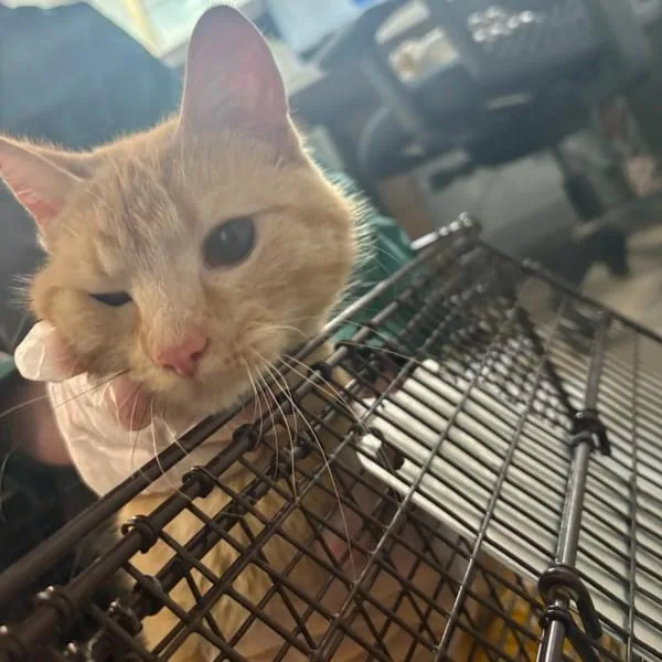 A young medium-sized female Domestic Short Hair cat named Zorianna for adoption in Des Moines, IA