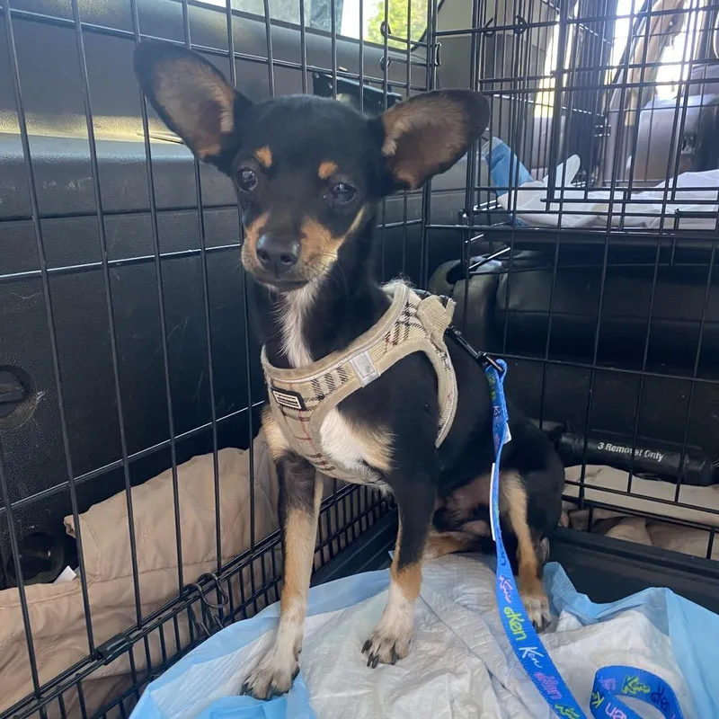 An adult small-sized male Black Chihuahua dog named Mr. Bojangles for adoption in Escondido, CA