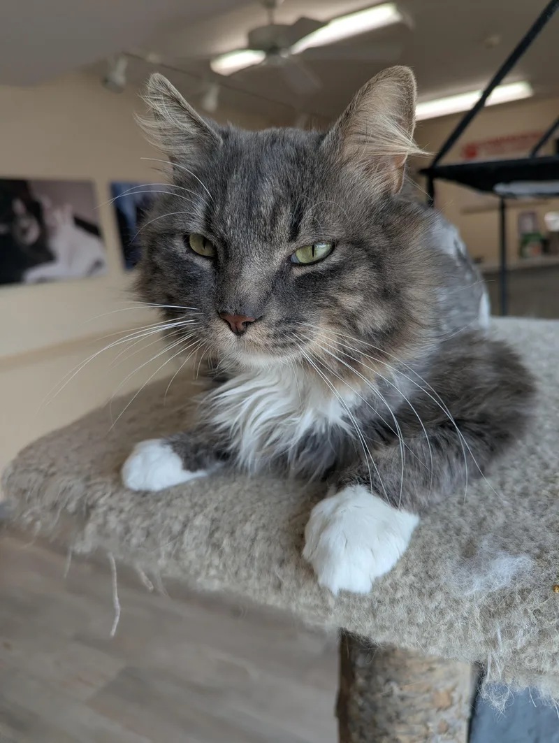 An adult medium-sized male Gray / Blue / Silver Domestic Long Hair cat named Otto for adoption in Madison, WI