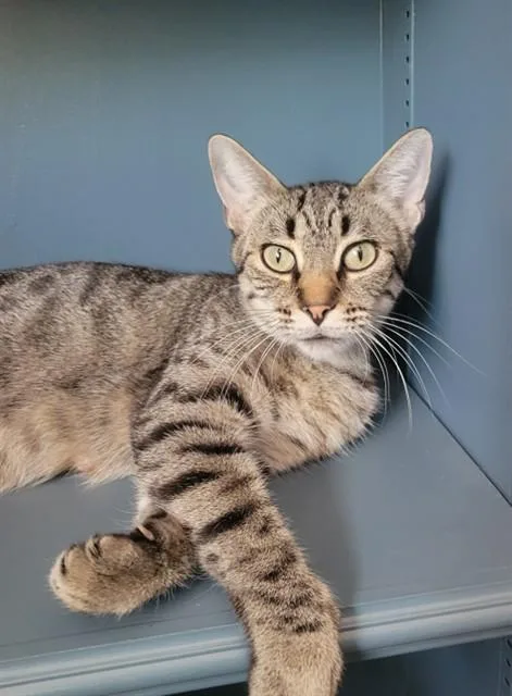 An adult large-sized female Domestic Short Hair cat named Mia for adoption in Brighton, CO