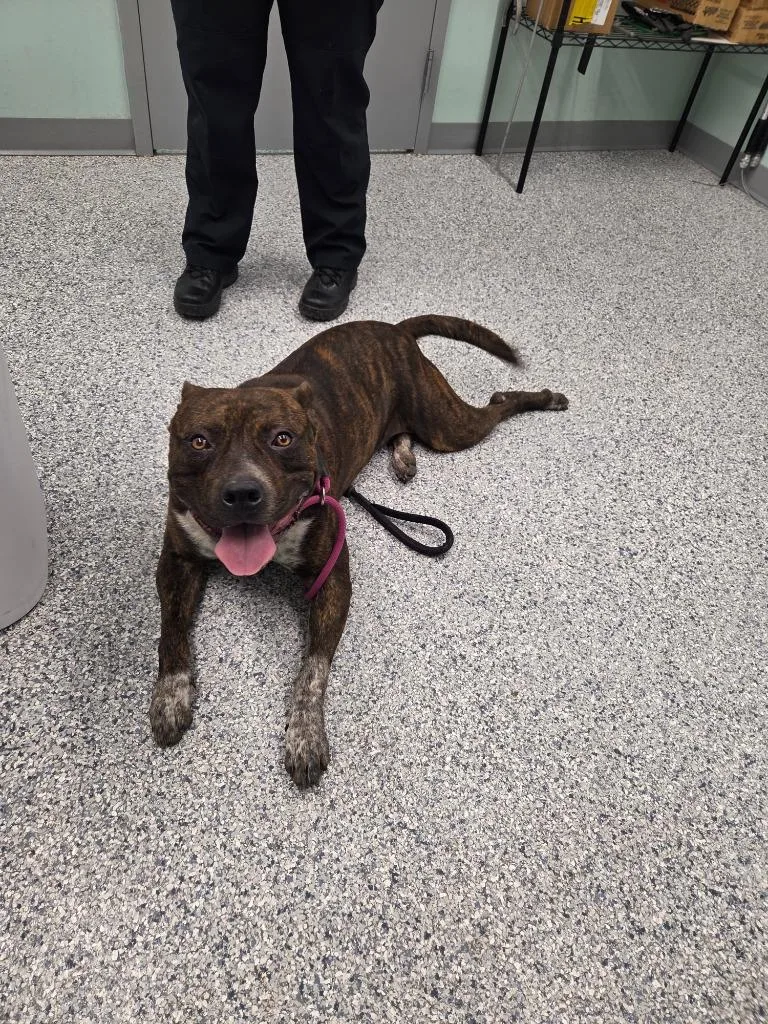 A young large-sized male Terrier dog named Tank for adoption in Athens, TN