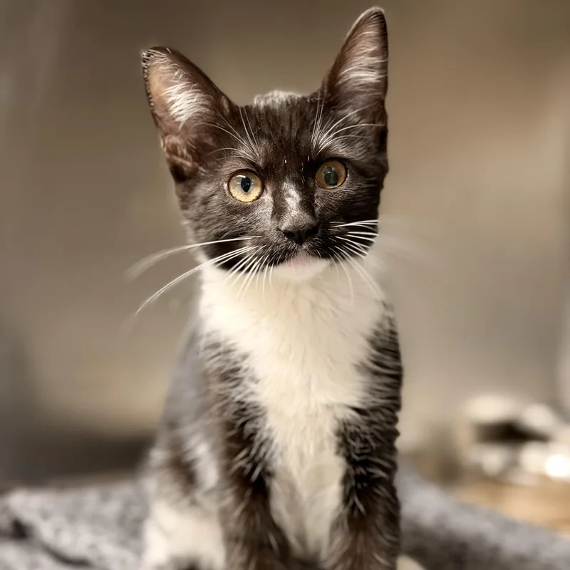 A baby medium-sized female Black & White / Tuxedo Domestic Short Hair cat named Emmylou for adoption in Jackson, NJ