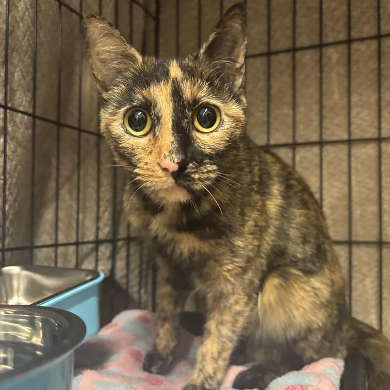 A young small-sized female Tortoiseshell Domestic Short Hair cat named Chili for adoption in Middleburg Heights , OH