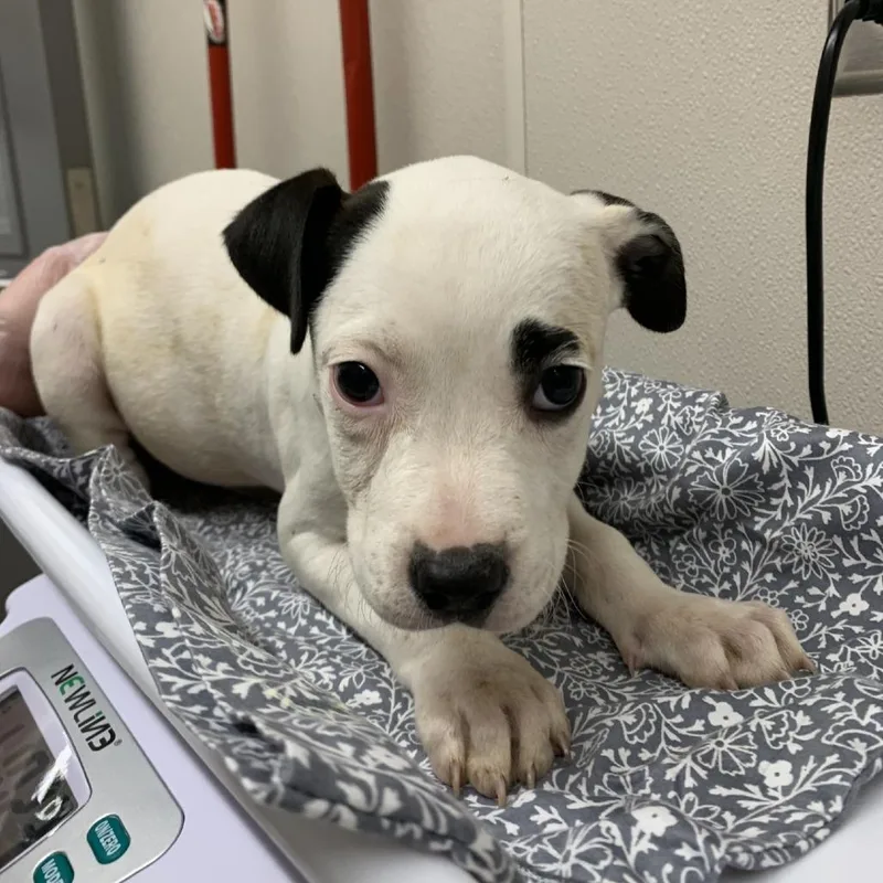A baby small-sized female Black Pit Bull Terrier dog named Acadia for adoption in Morganton, NC