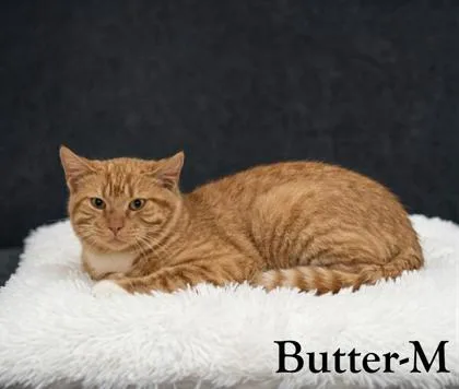 An adult medium-sized male Domestic Short Hair cat named Butter for adoption in Guntersville, AL