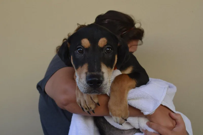 A baby medium-sized male Shar-Pei dog named Salem for adoption in McKinney, TX