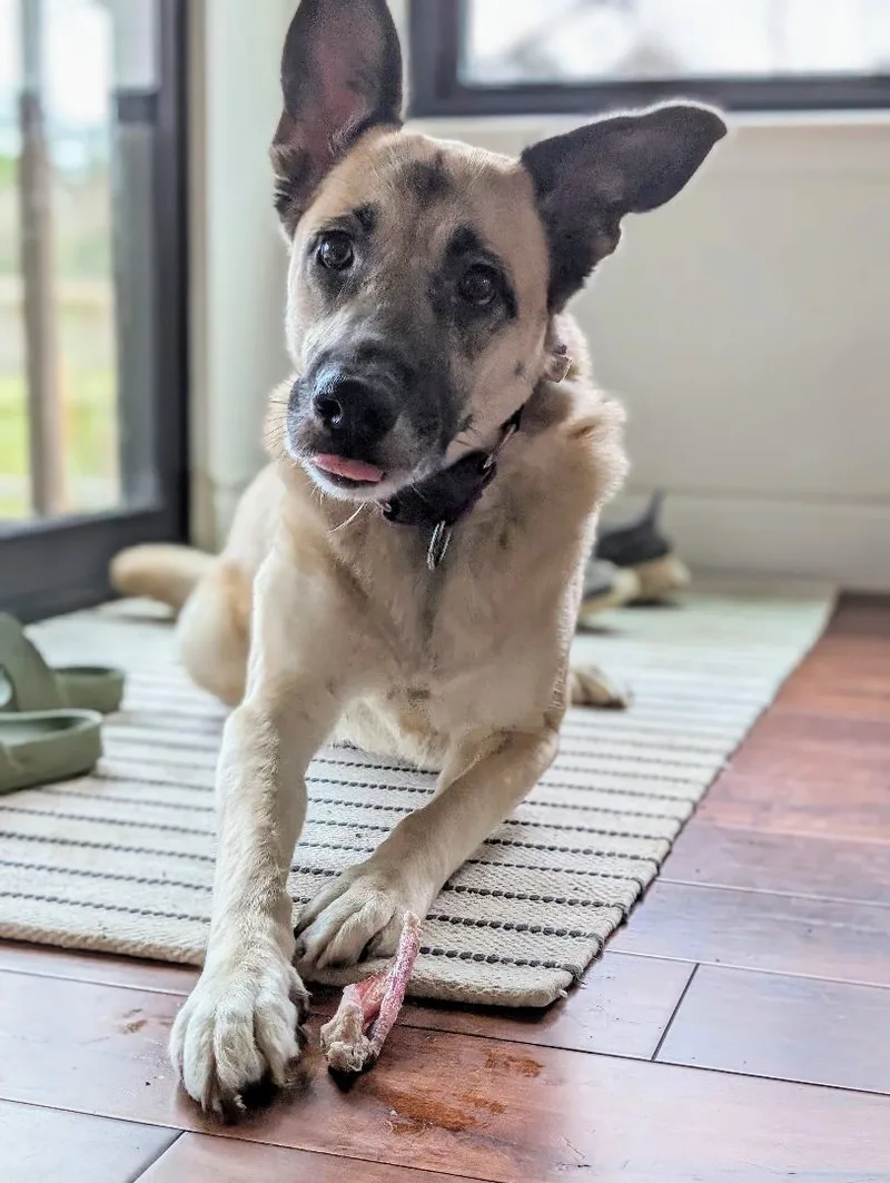 A young large-sized female Apricot / Beige Anatolian Shepherd dog named Beckett for adoption in Austin, TX