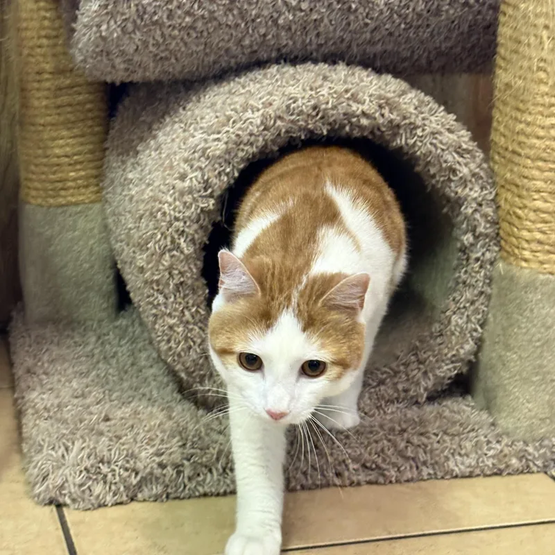 A young medium-sized male Orange & White Domestic Short Hair cat named Tigger for adoption in Linden, NJ