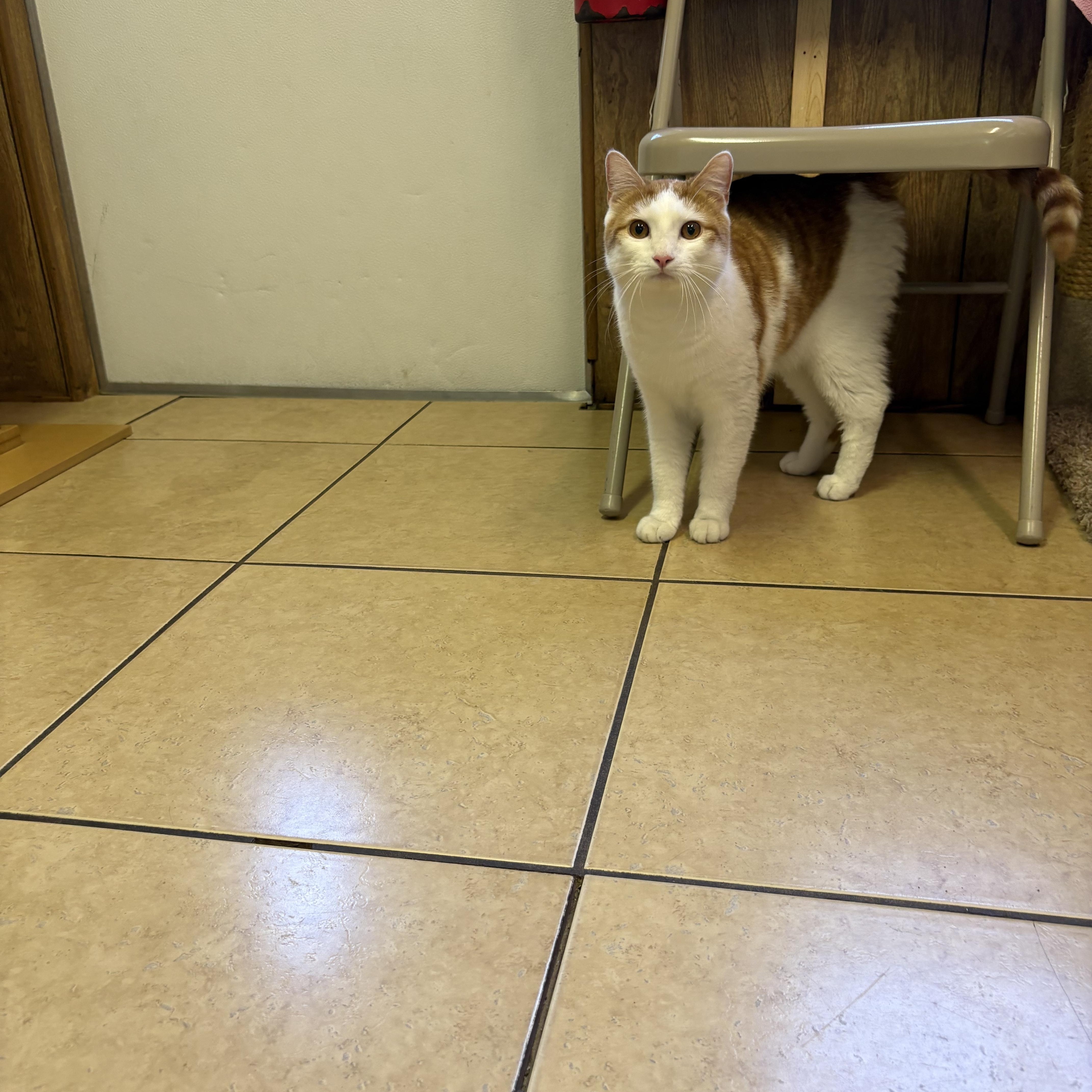 Tigger thumbnail 2