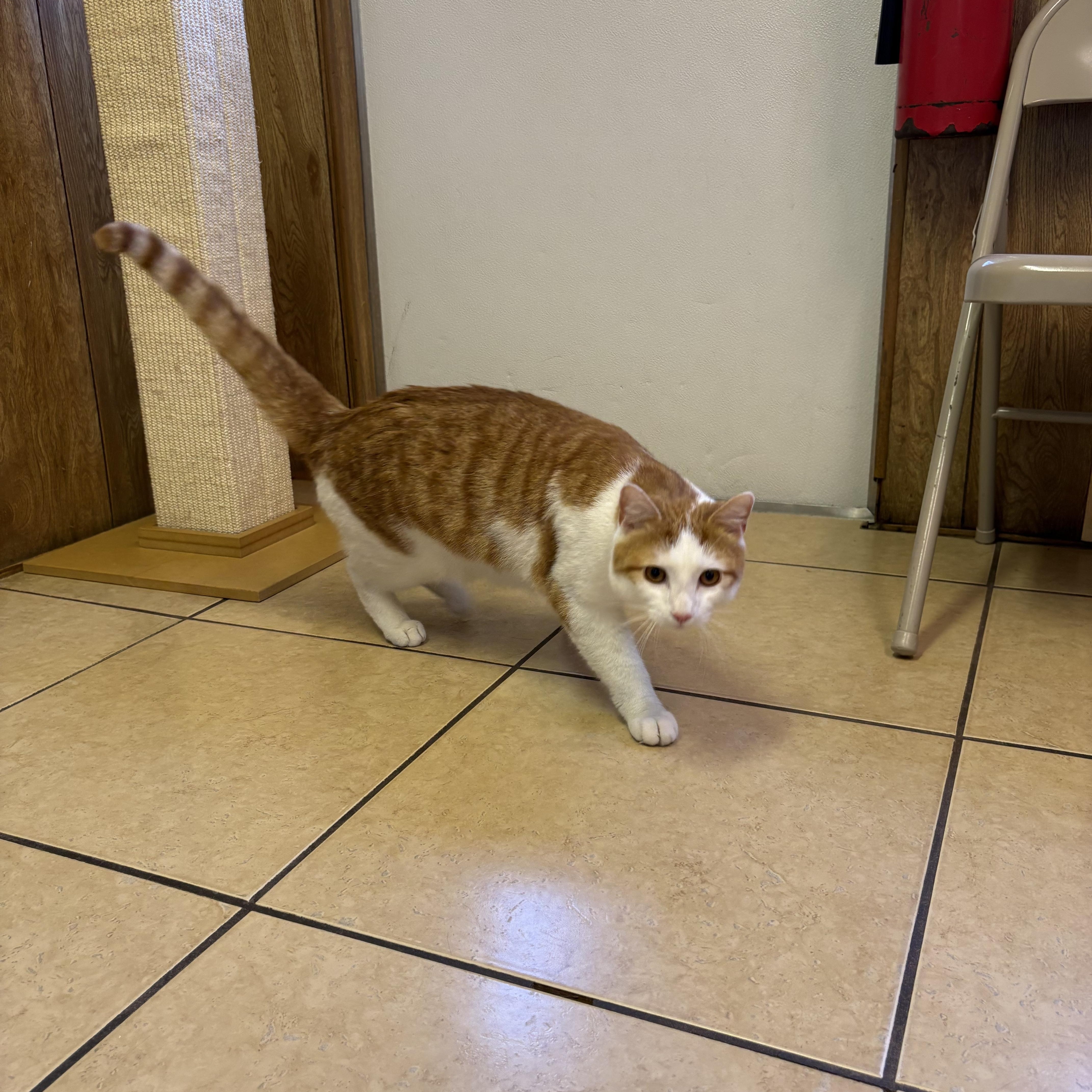 Tigger thumbnail 3