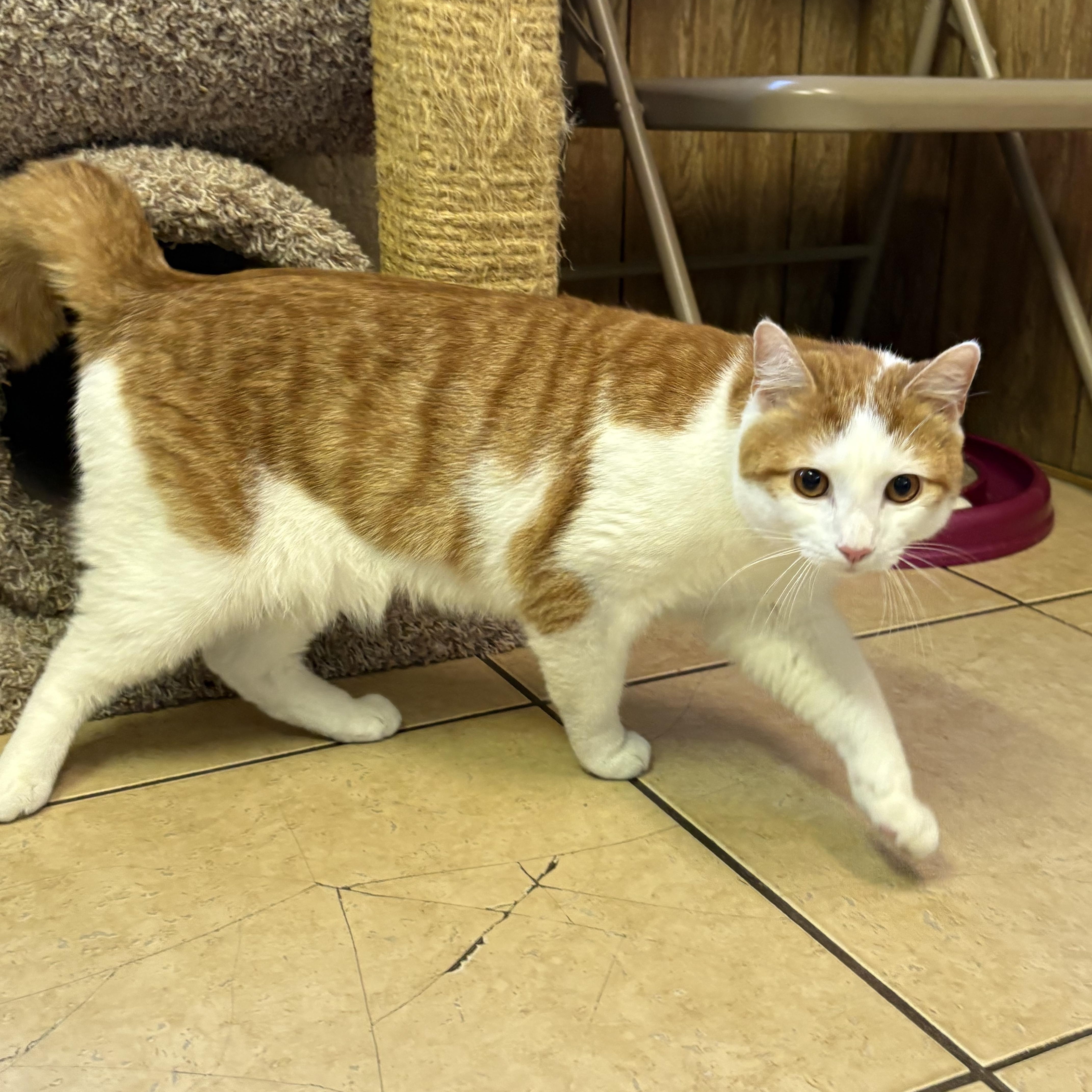 Tigger thumbnail 6