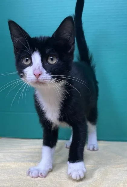 A baby small-sized female Domestic Short Hair cat named Niffty for adoption in Houston, TX