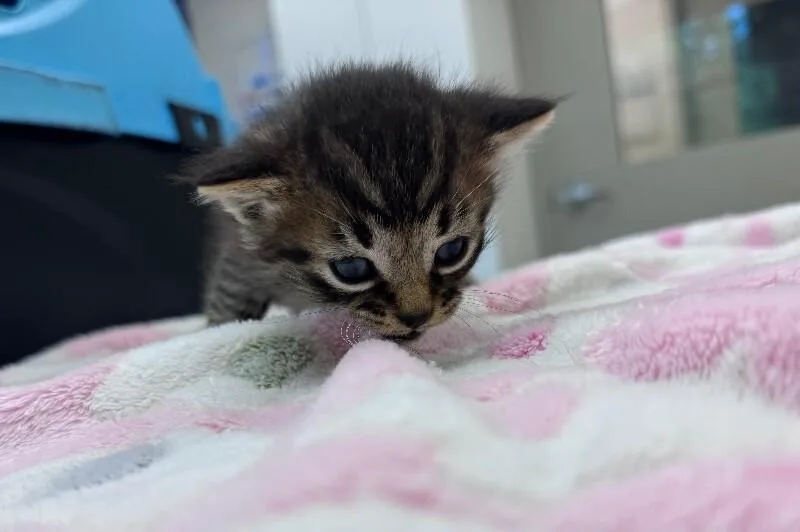 A young medium-sized male Tabby (Brown / Chocolate) Domestic Short Hair cat named Tater Chip for adoption in Disputanta, VA