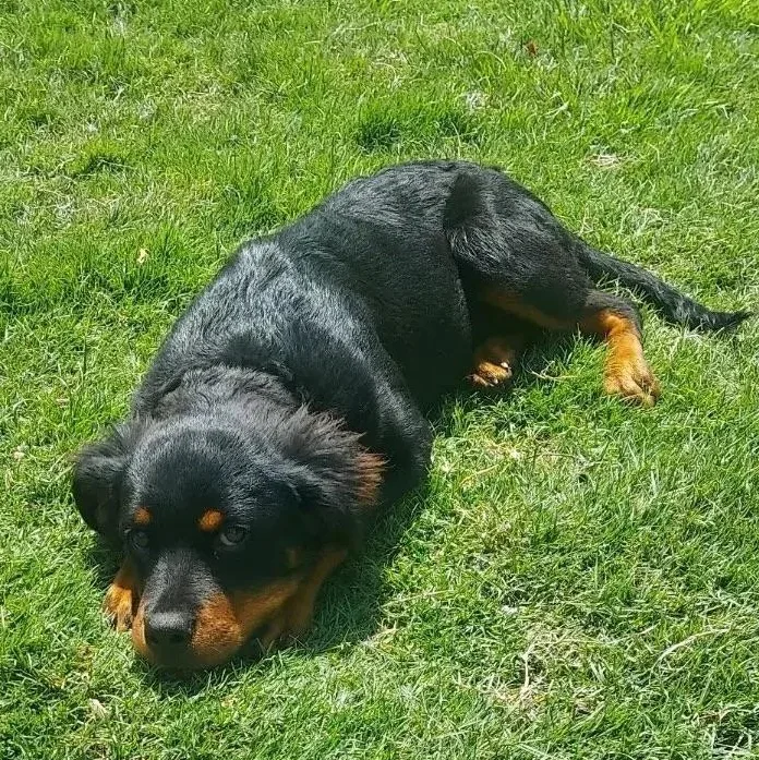 A baby large-sized female Rottweiler dog named Rylee for adoption in Polk, OH
